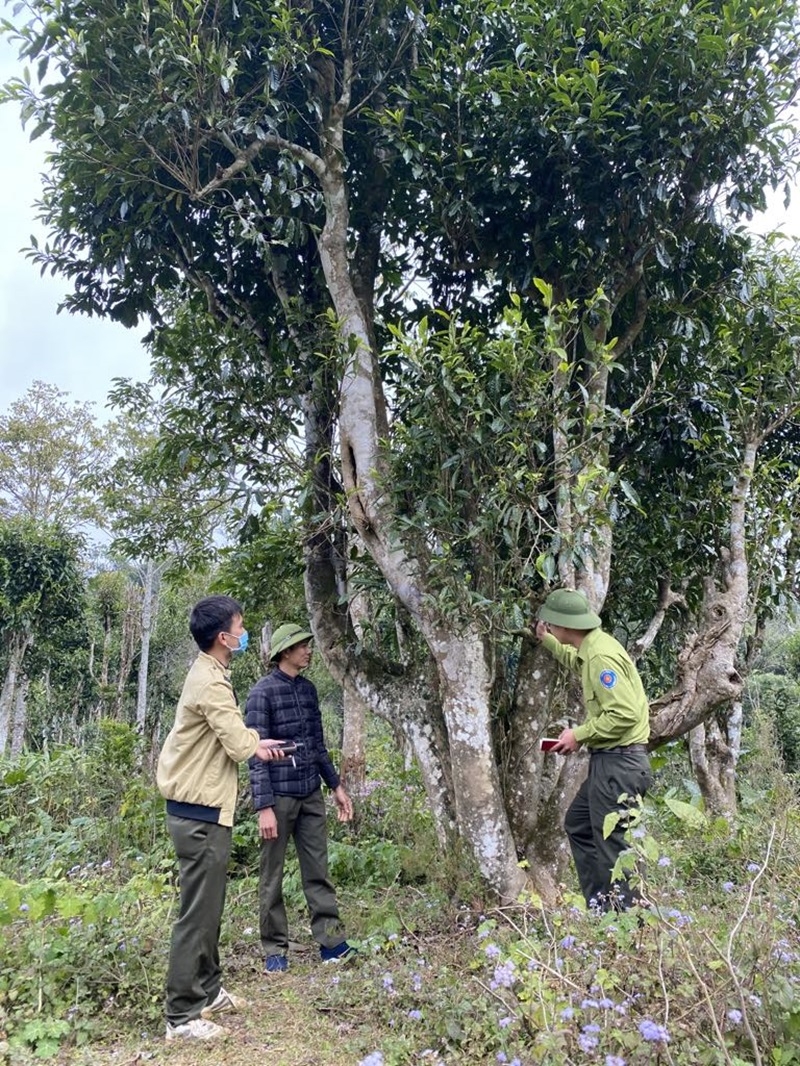 Phú Thọ: Phát triển và bảo tồn “viên ngọc xanh” giữa đại ngàn