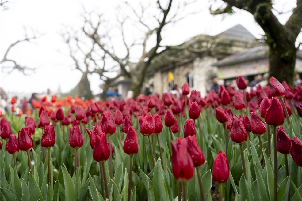 Hàng ngàn bông tulip ngợp ngời trên đỉnh Bà Nà, không gian Tết sẽ kéo dài hết tháng 2/2025