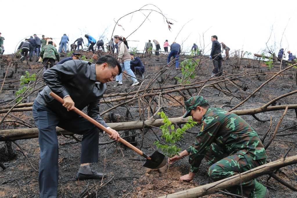 Quảng Ninh phấn đấu trồng 31.847ha rừng tập trung trong năm 2025