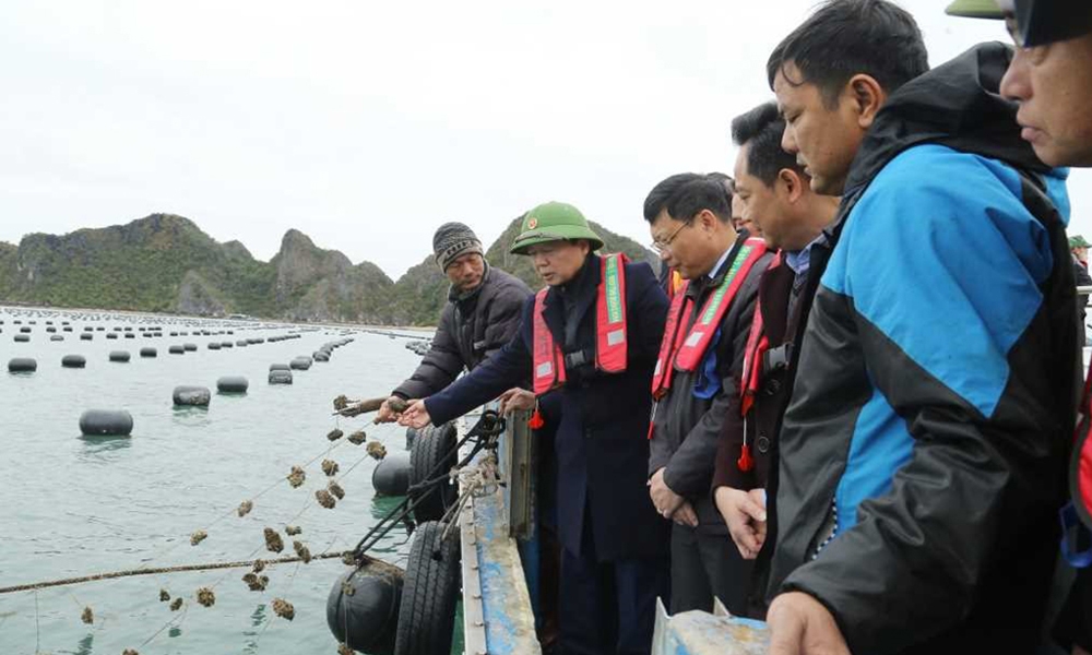 Phó Thủ tướng Chính phủ Trần Hồng Hà kiểm tra hoạt động nuôi trồng thủy sản tại Vân Đồn, Quảng Ninh