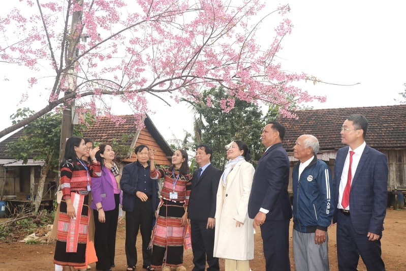 Bình Định: Chiêm ngưỡng sắc đào trên vùng cao Vĩnh Thạnh