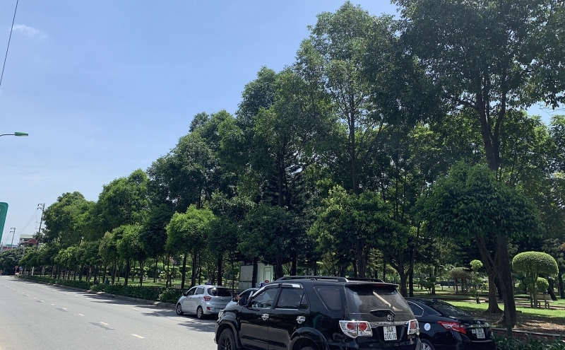 Hàng nghìn cây sao đen được Chủ tịch Quốc hội Nguyễn Thị Kim Ngân chỉ đạo trồng ở Hải Dương cách đây gần 20 năm, giờ ra sao?