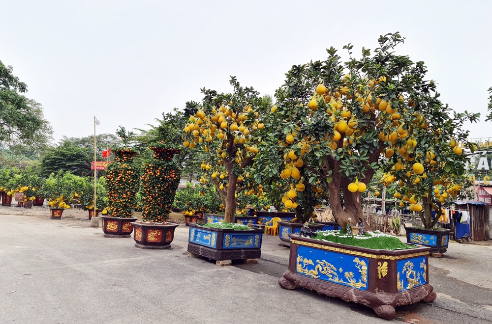 Hải Phòng: Tổ chức 18 điểm chợ hoa Xuân năm 2022 trong dịp Tết