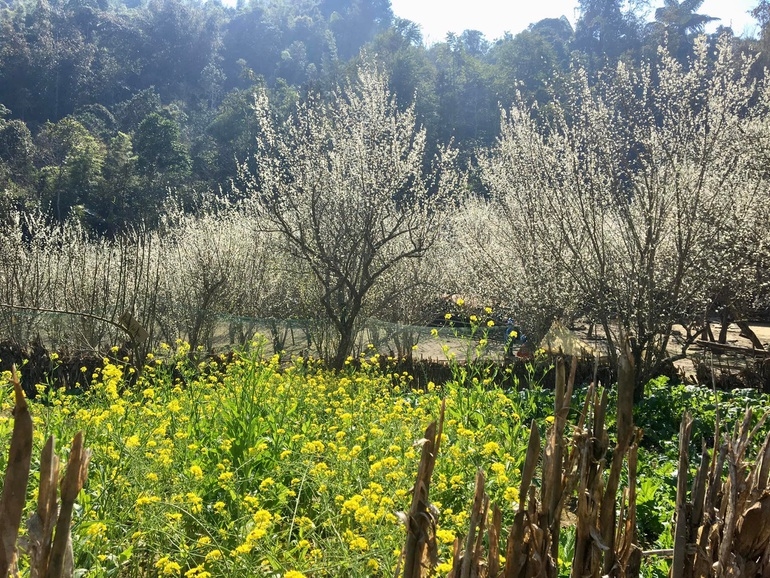 dep ngo ngang hoa man no trang troi o ta van chu