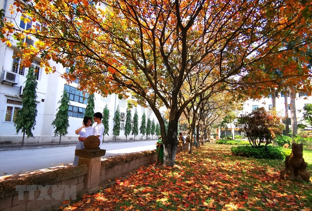 con duong la vang dep ngat ngay tai dai hoc su pham ha noi