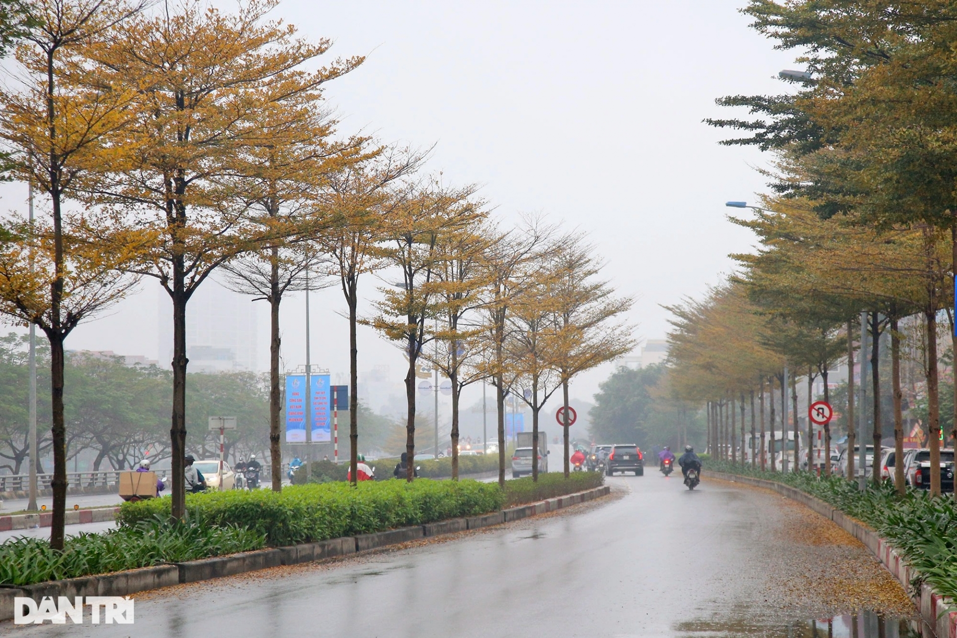 dep ngo ngang nhung hang cay bang la nho nhuom vang duong pho ha noi