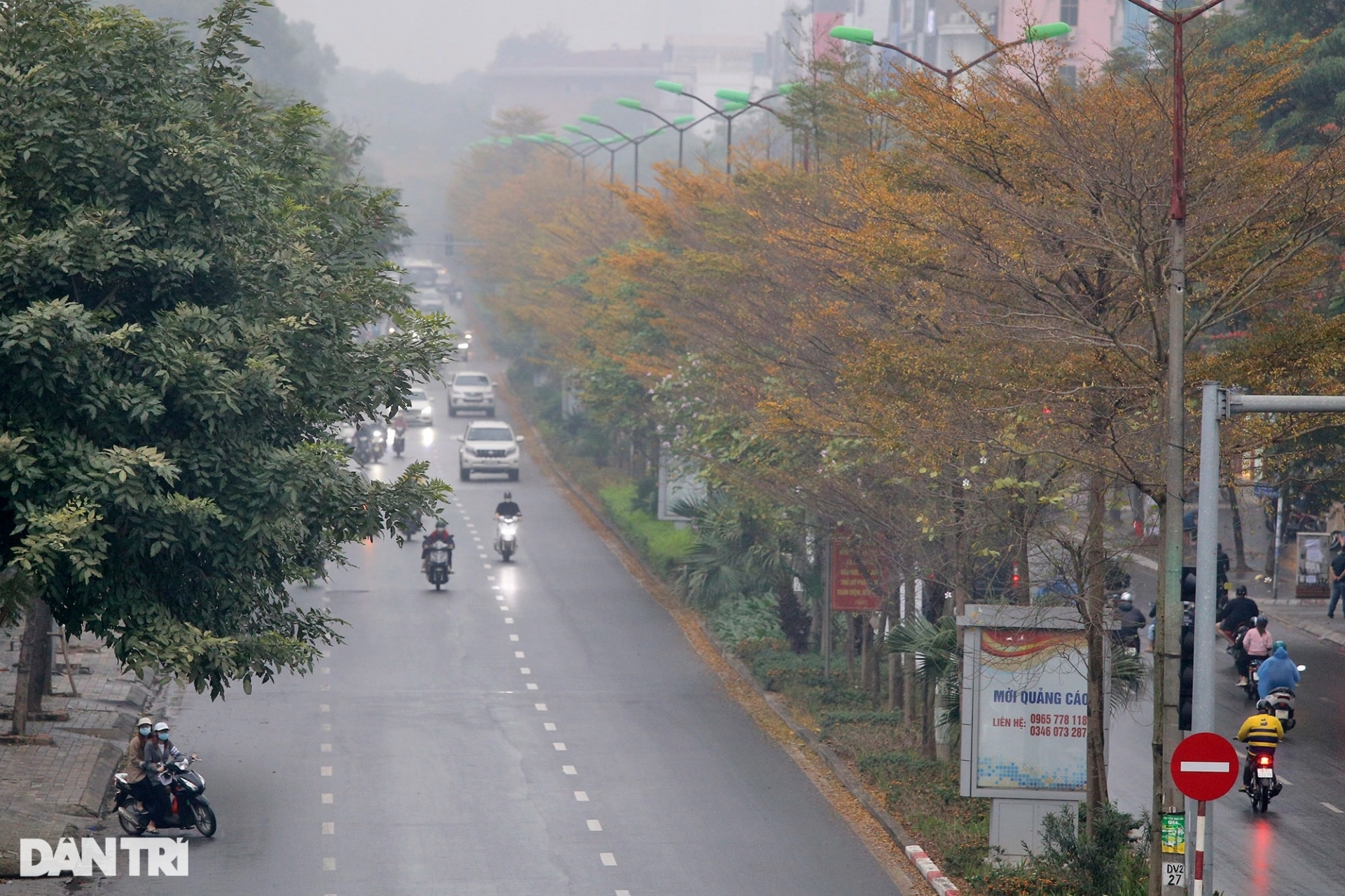 dep ngo ngang nhung hang cay bang la nho nhuom vang duong pho ha noi