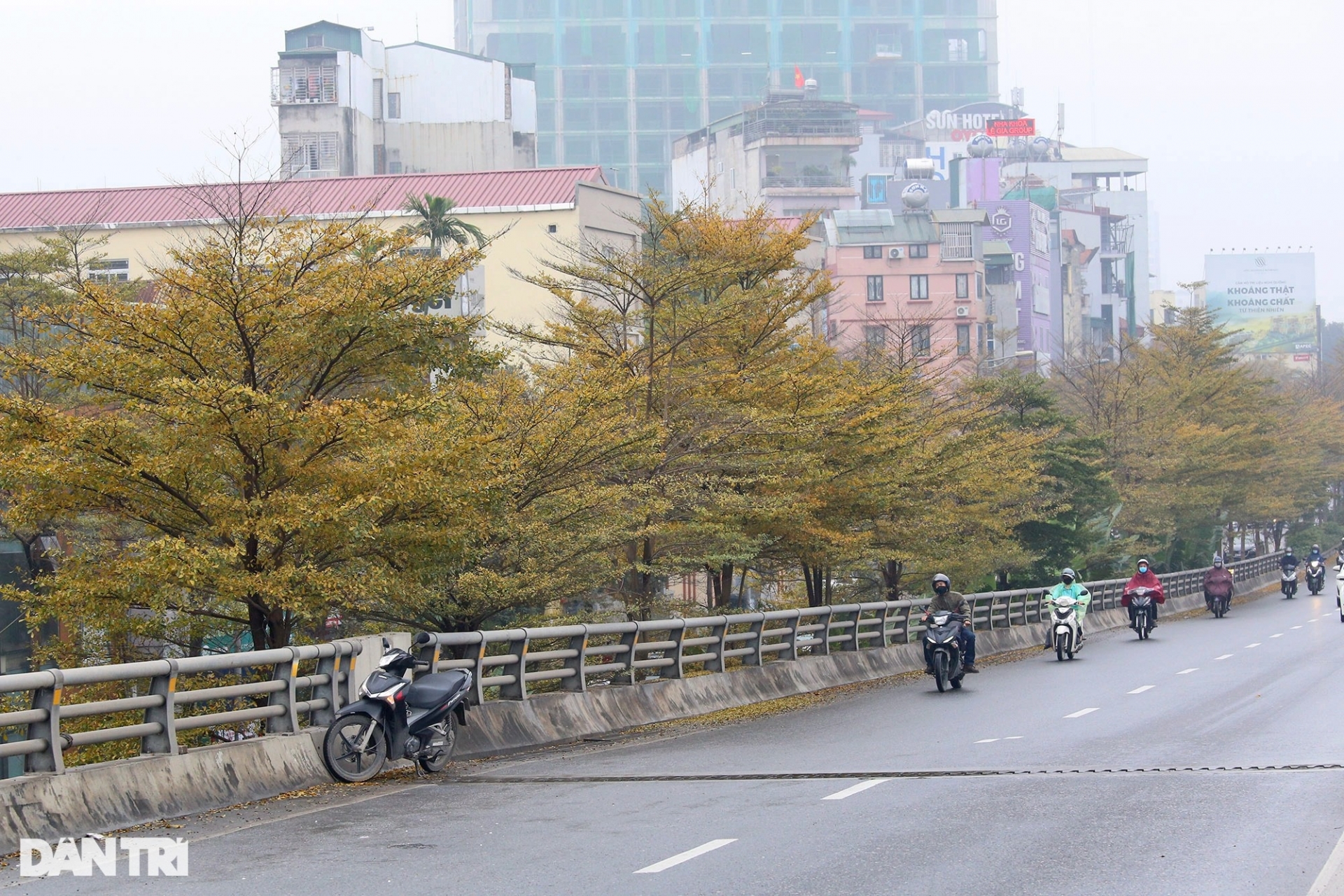 dep ngo ngang nhung hang cay bang la nho nhuom vang duong pho ha noi