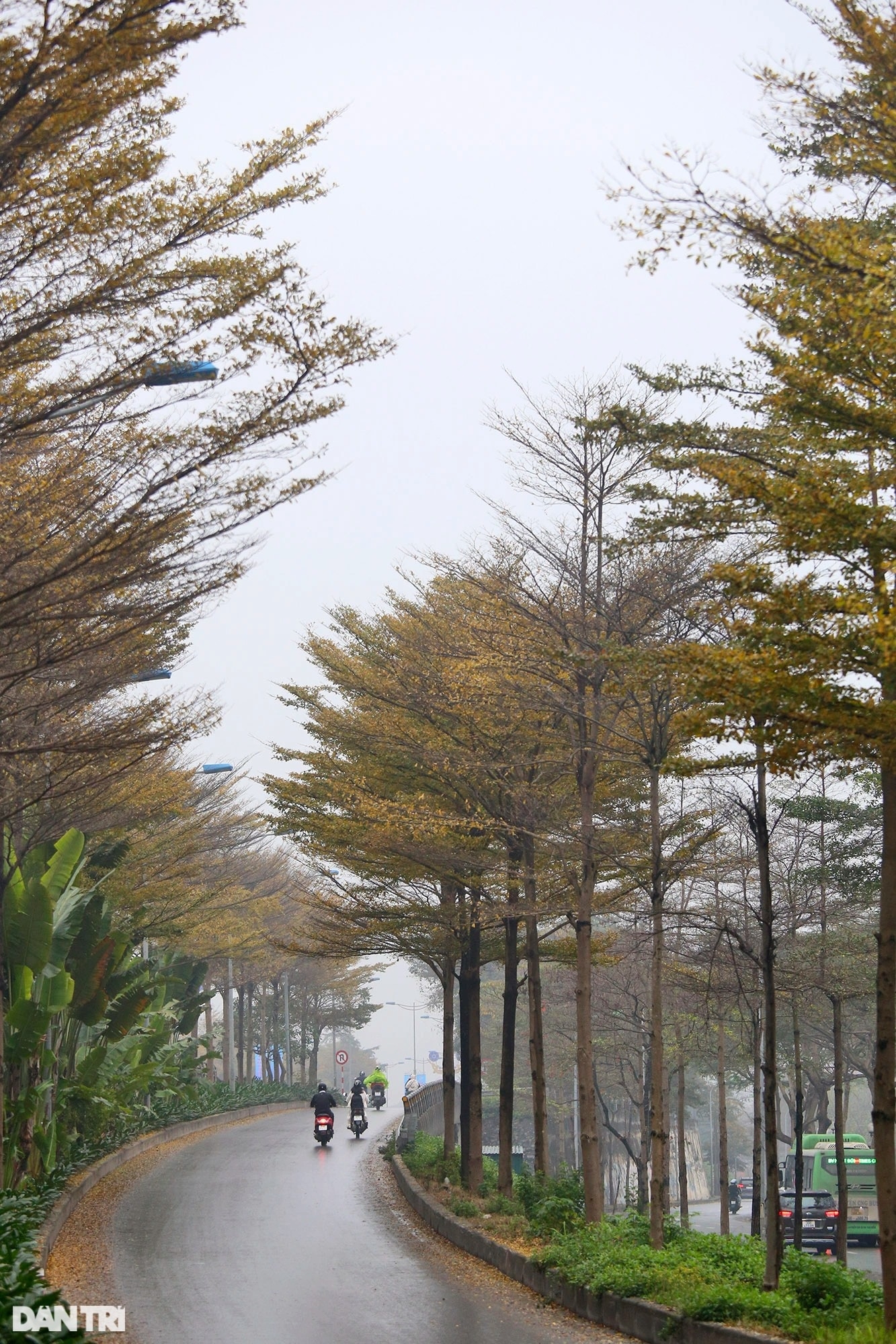 dep ngo ngang nhung hang cay bang la nho nhuom vang duong pho ha noi