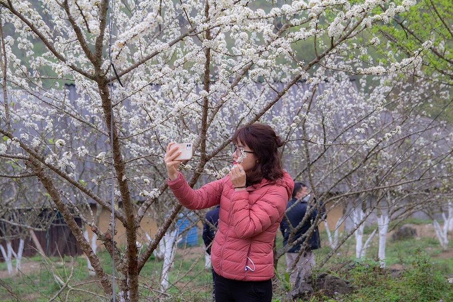 hoa le no trang o si ma cai dep den nao long nguoi