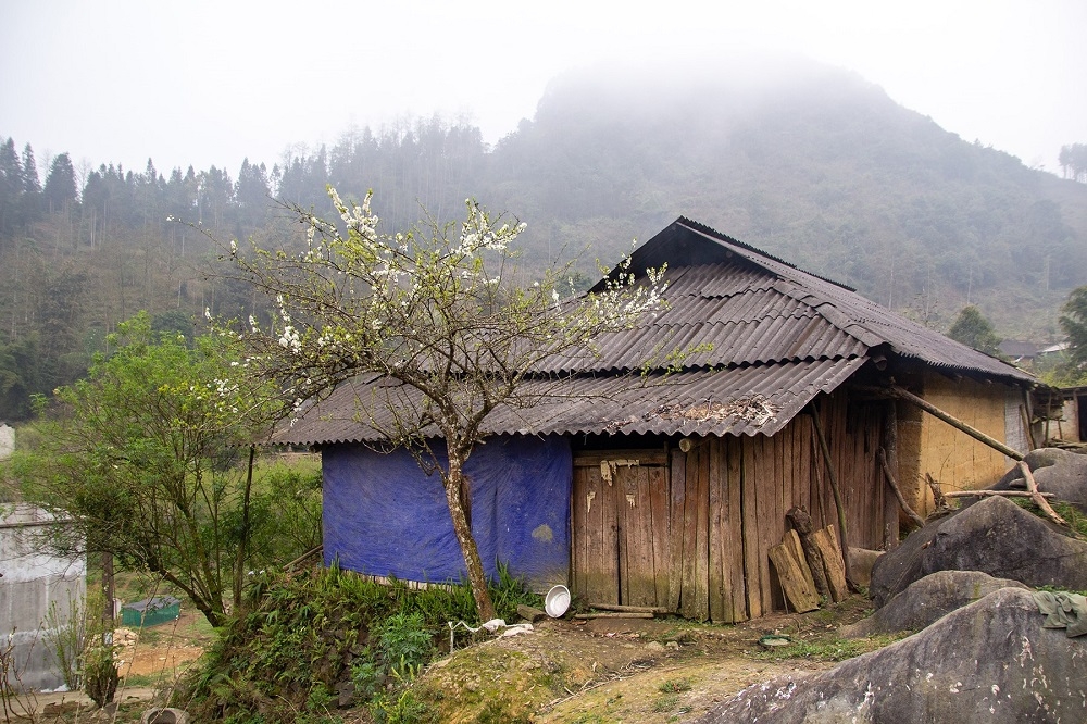 hoa le no trang o si ma cai dep den nao long nguoi