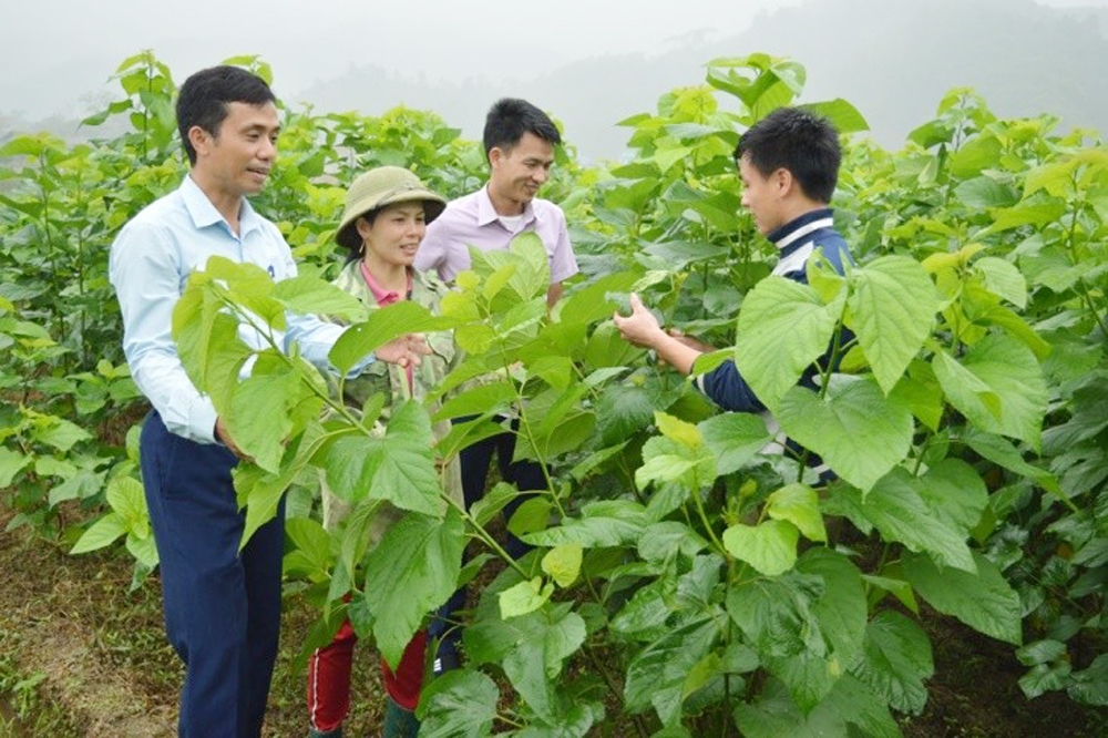 Yên Bái: Giải ngân 30 dự án phát triển sản xuất nông nghiệp theo chuỗi giá trị