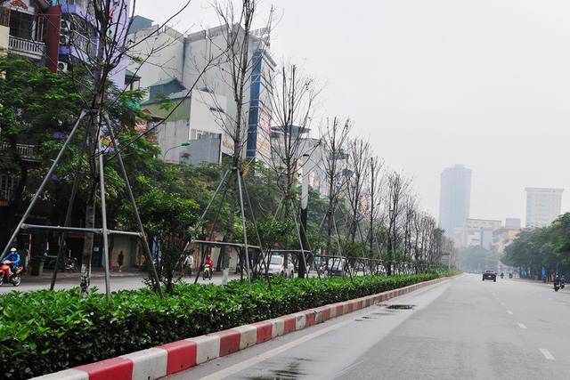 Hà Nội: Thay toàn bộ cây phong trên dải phân cách tuyến phố Nguyễn Chí Thanh - Trần Duy Hưng