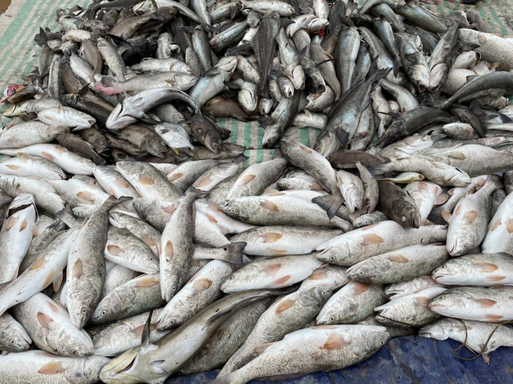 Nghi Sơn (Thanh Hóa): Cá chết bất thường, cơ quan chức năng vào cuộc