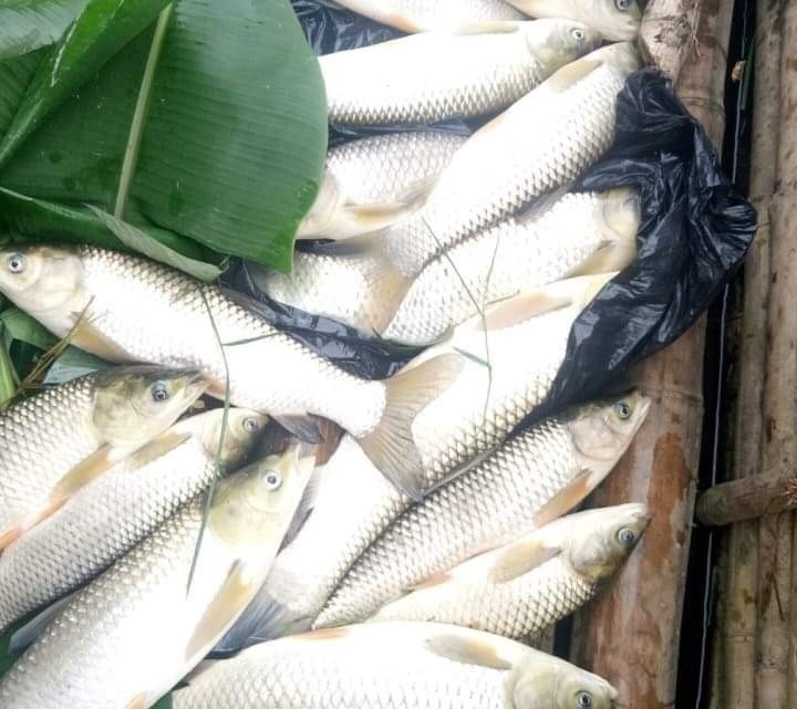 Cẩm Thủy (Thanh Hóa): Xuất hiện cá chết trên sông Mã với số lượng lớn