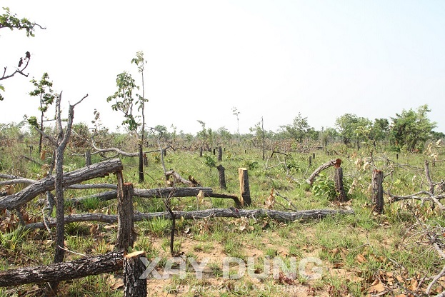 Tạm giữ hình sự 4 đối tượng liên quan đến vụ phá gần 400ha rừng tự nhiên tại Đắk Lắk