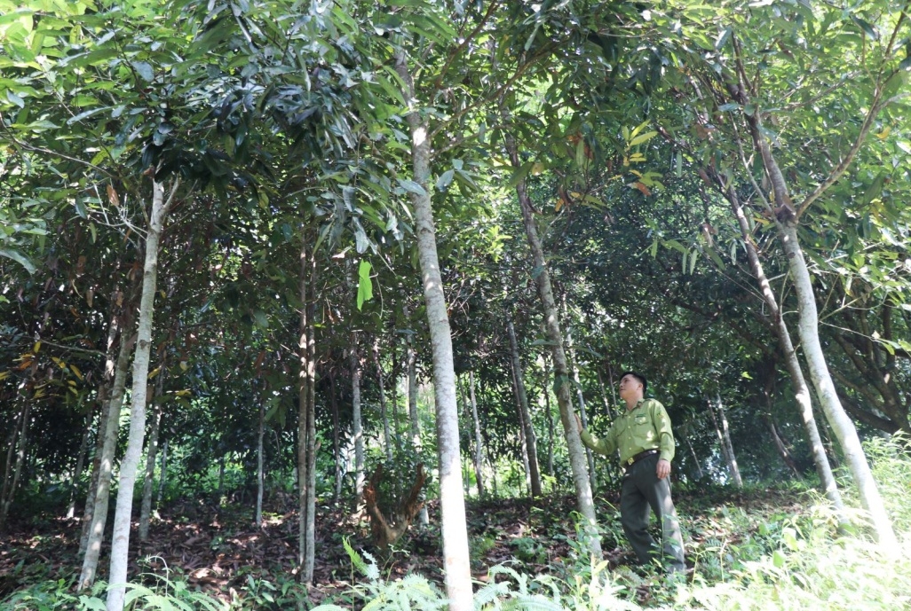 Thái Nguyên: Tiếp tục nâng cao hiệu quả quản lý, bảo vệ rừng