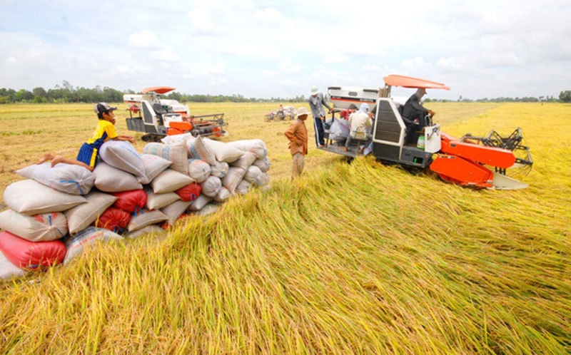 Xuất khẩu gạo và an ninh lương thực