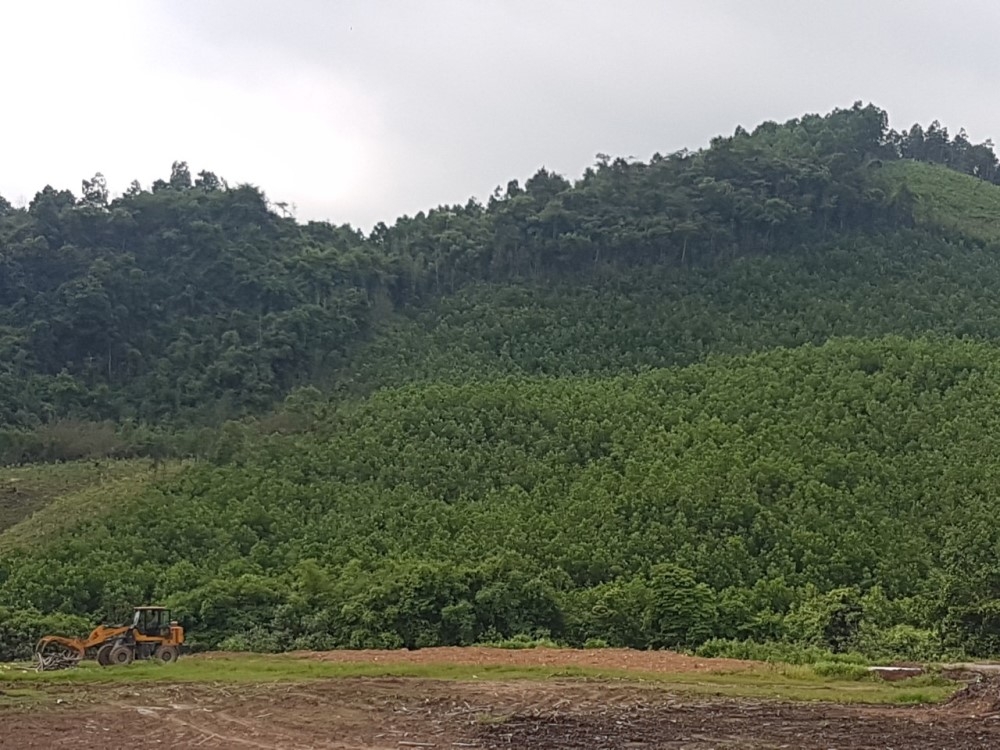 Quảng Ninh: Bỏ rừng gỗ nhỏ, trồng cây gỗ lớn