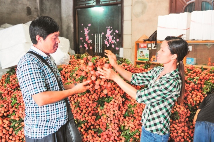 Bắc Giang: Giải bài toán đón thương nhân Trung Quốc đến thu mua vải thiều trong dịch Covid-19 như thế nào?