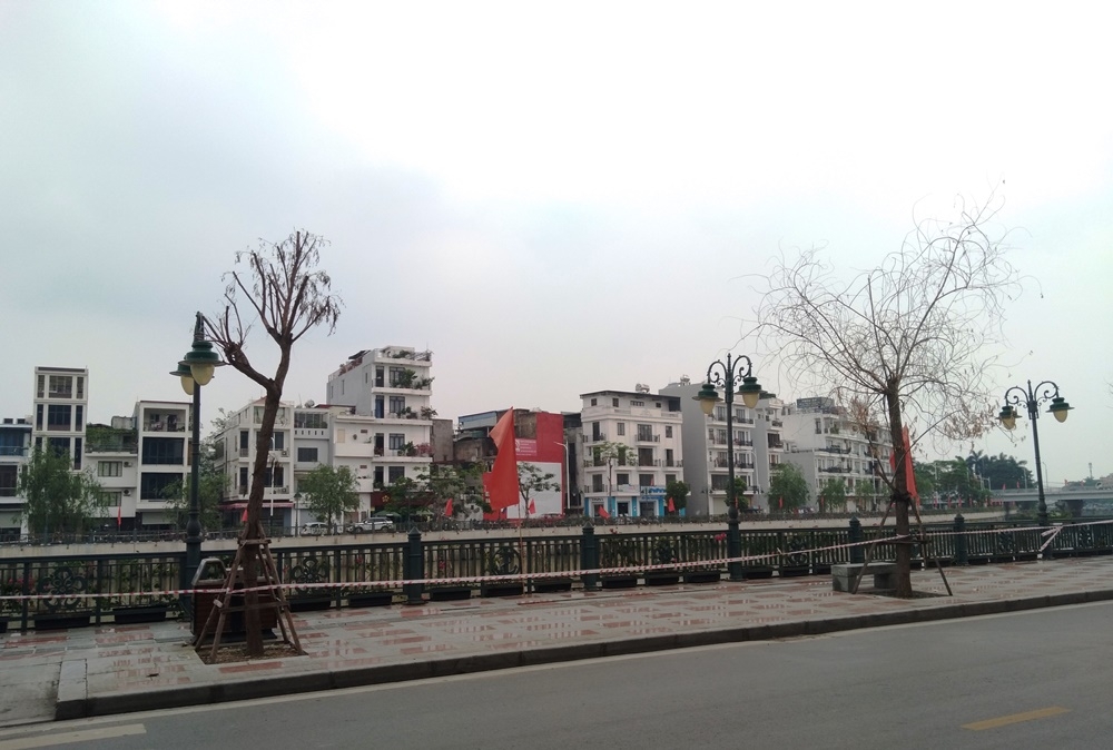 Hồng Bàng (Hải Phòng): Cây xanh trên vỉa hè tuyến đường Tam Bạc đang “ngắc ngoải”