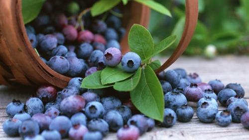 Chi tiết nhiều hơn 141 blueberry hình nền quả việt quất cute hay nhất  Tin  học Đông Hòa