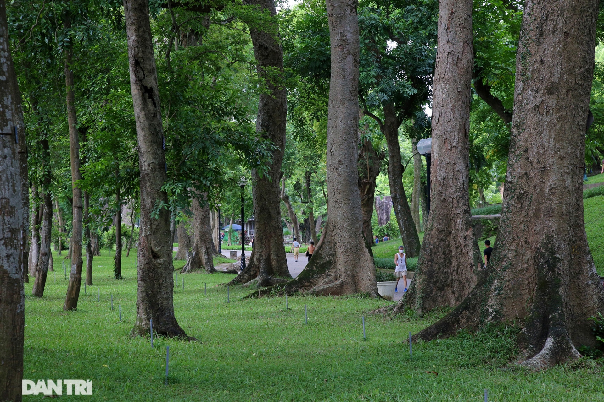 la phoi xanh khong lo mat ruoi giua long thu do