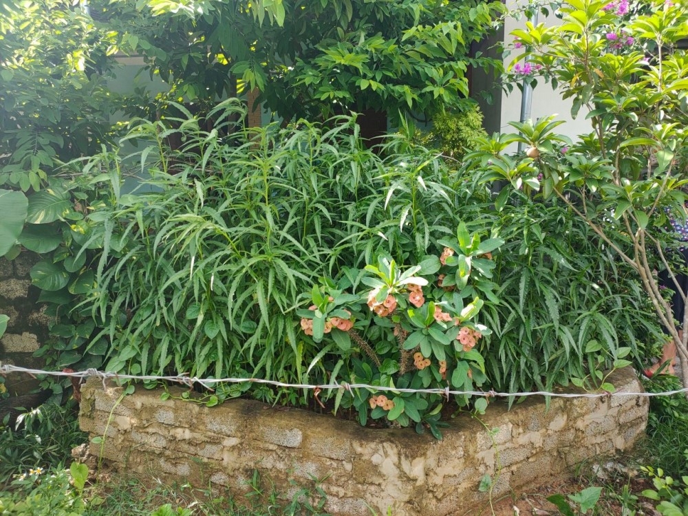 Thanh Hóa: Phát hiện một hộ dân trồng 117 cây cần sa trong vườn nhà