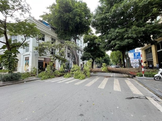 ha noi cay lon do ngang pho ly thai to lam tac nghen giao thong