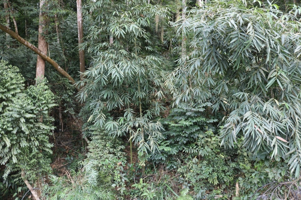 Uông Bí (Quảng Ninh): Chuyển đổi cơ cấu cây rừng