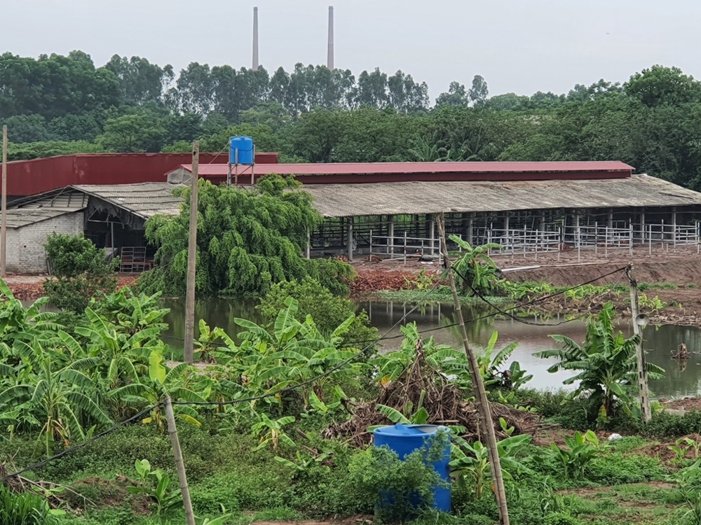 Phú Xuyên (Hà Nội): Cần làm rõ việc sửa chữa, cải tạo chuồng trại làm nơi nuôi, mổ bò