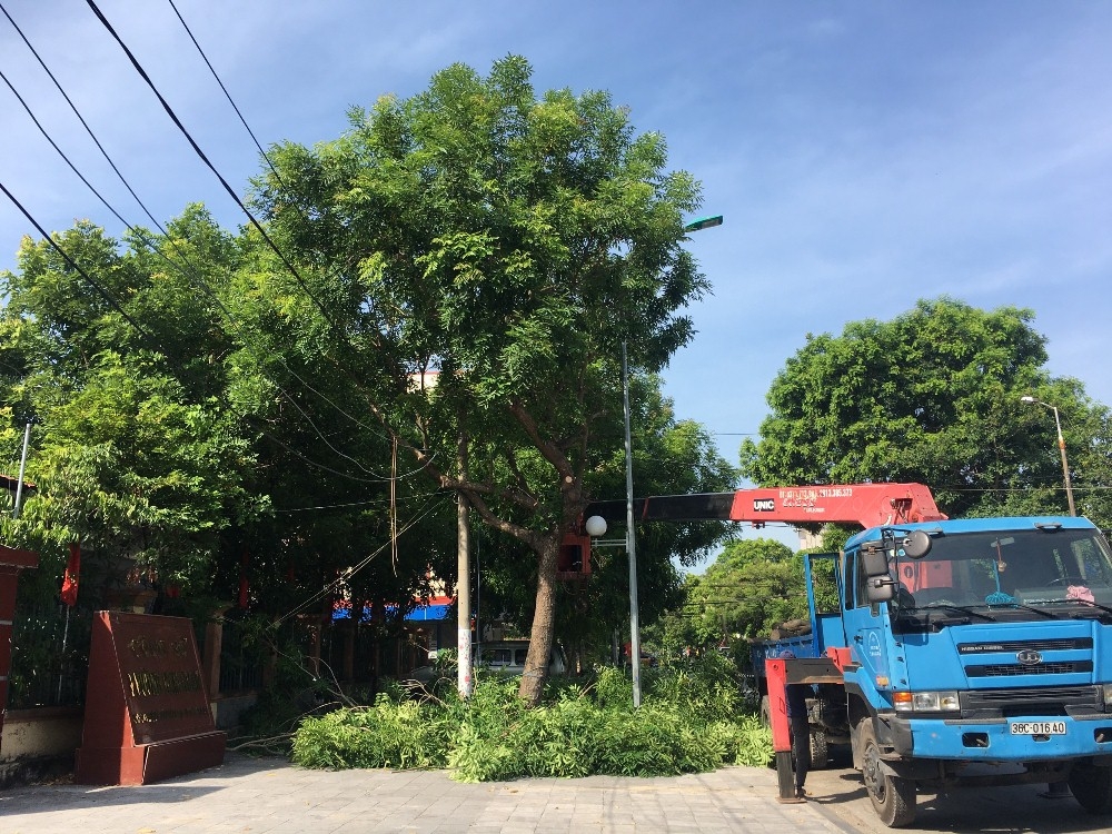 Thành phố Thanh Hóa: Hơn 1.000 cây xanh được cắt tỉa trước mùa mưa bão