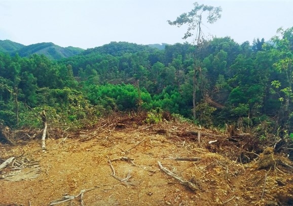 Thừa Thiên – Huế: Lập tổ công tác để thu hồi hàng trăm ha đất rừng bị người dân xâm lấn