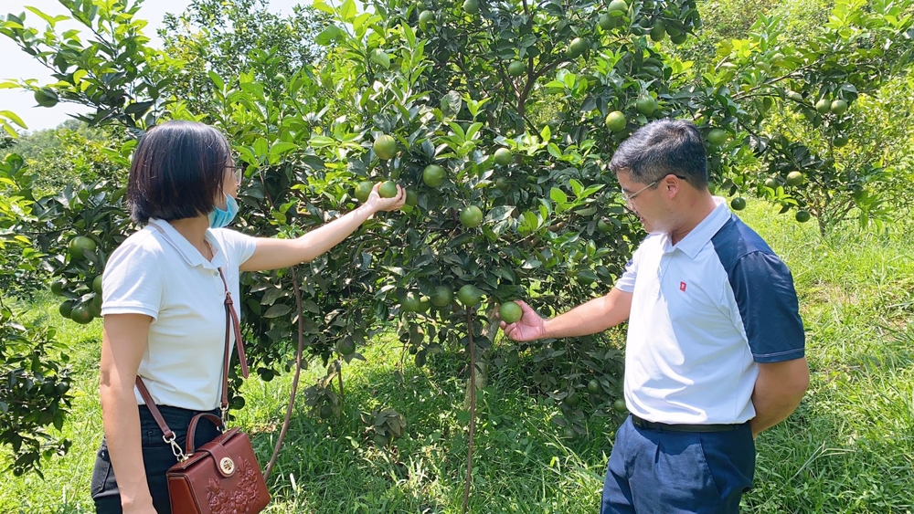 Trang trại nhà vườn sinh thái Hà Anh vườn cam trĩu quả, hút khách du lịch