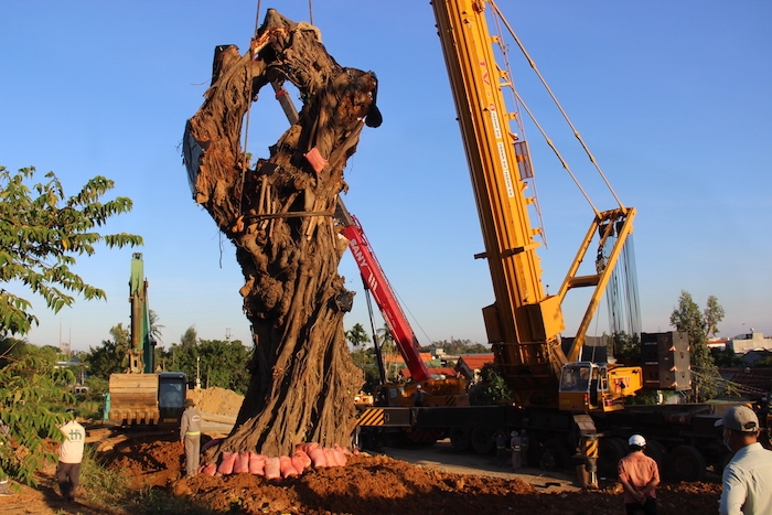 Quảng Ngãi: Huy động cẩu trăm tấn để trồng lại cây đa trăm tuổi