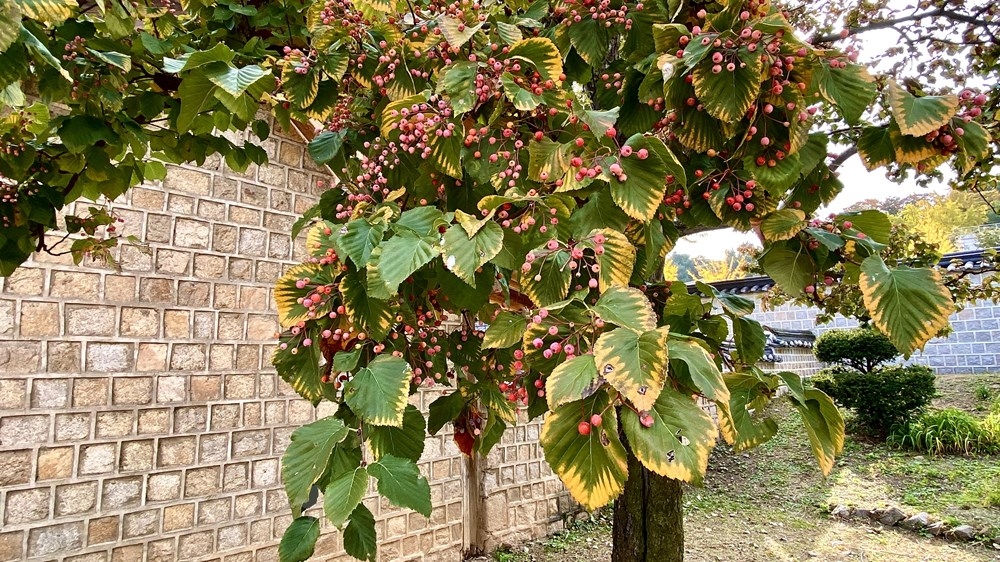 ngam mua thu vang dep den nao long tai xu so kim chi