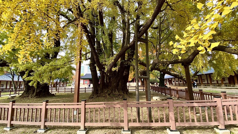 ngam mua thu vang dep den nao long tai xu so kim chi