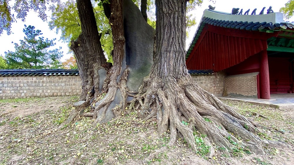 ngam mua thu vang dep den nao long tai xu so kim chi