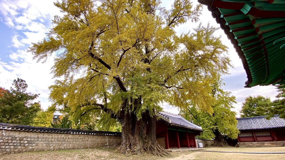 ngam mua thu vang dep den nao long tai xu so kim chi