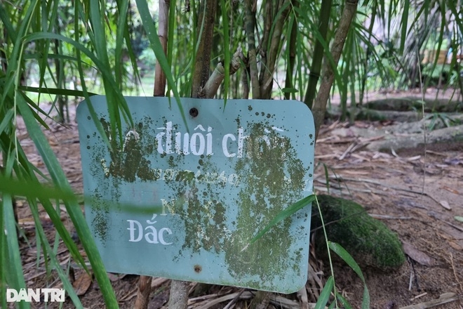 khu bao ton gan 100 loai tre truc tren ban dao son tra