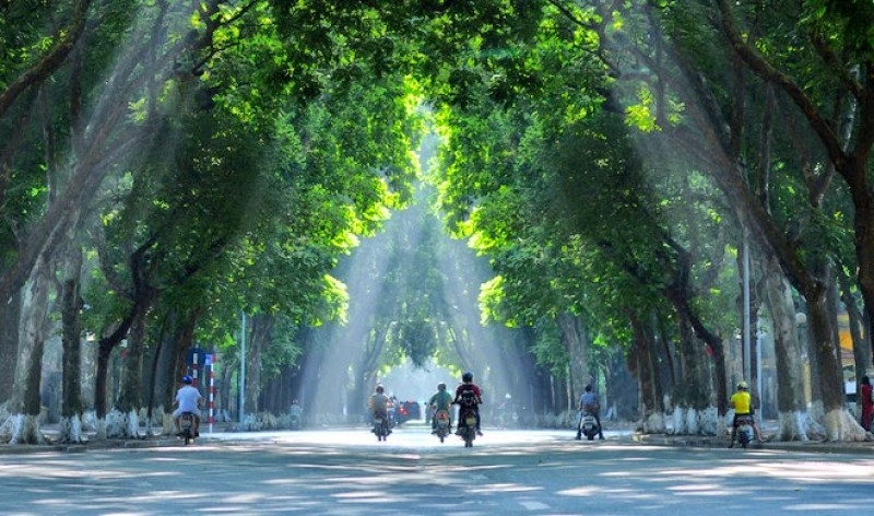 Hà Nội dự kiến sẽ thay thế những cây xanh không đạt thẩm mỹ