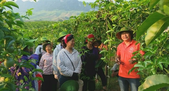 Chương trình 'Mỗi xã một sản phẩm': Nâng tầm nông sản Sơn La