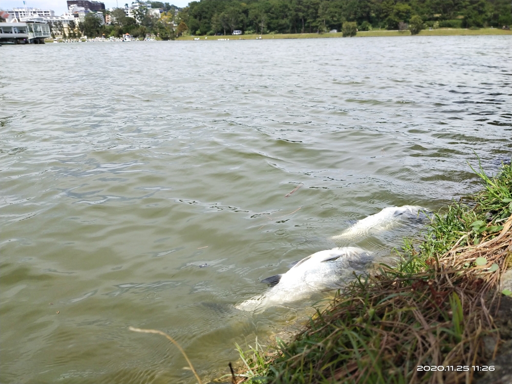 Lâm Đồng: Cá chết hàng loạt tại hồ Xuân Hương – Đà Lạt