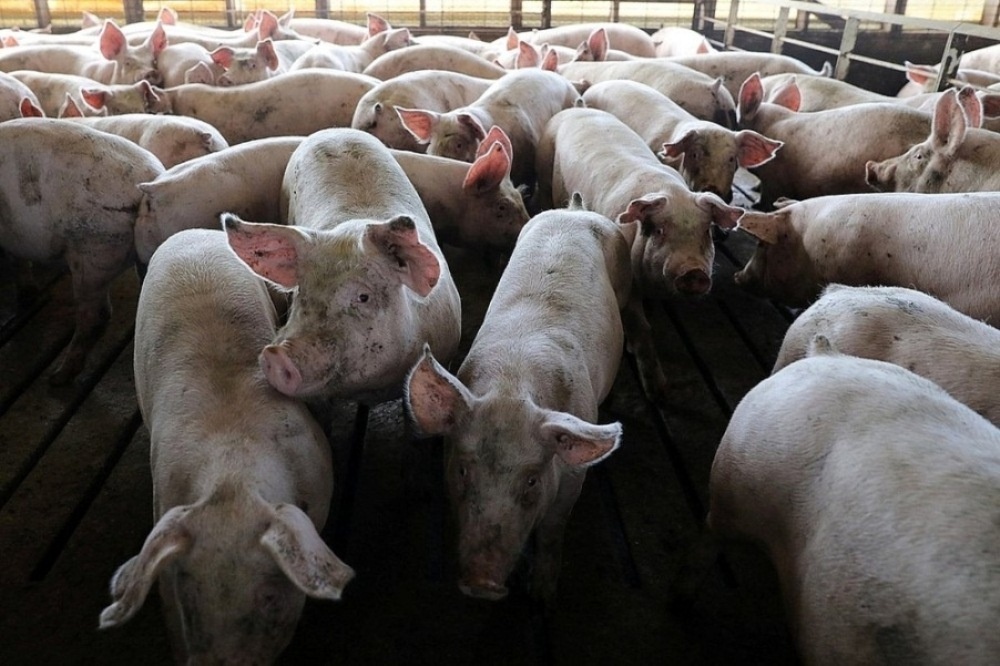 Bắc Kạn: Xử lý nghiêm việc trục lợi chính sách hỗ trợ tiêu hủy do bệnh dịch tả lợn châu Phi