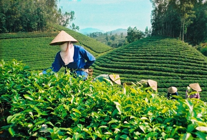 Phú Thọ: Sản xuất nông lâm nghiệp, thủy sản tăng 3,4% so với năm 2018