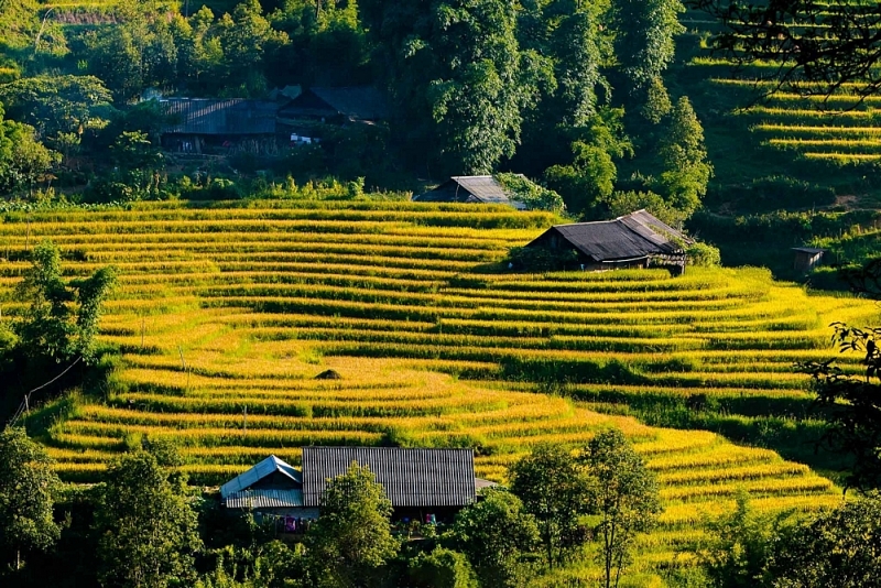 bon mua vi dieu tren noc nha dong duong