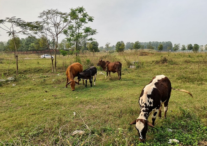 o at dau co gam dat khien gia tang phi ma he he luy khung khiep ra sao