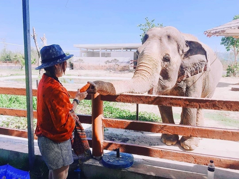 hoa minh vao thien nhien hoang da tai flc zoo safari park quy nhon