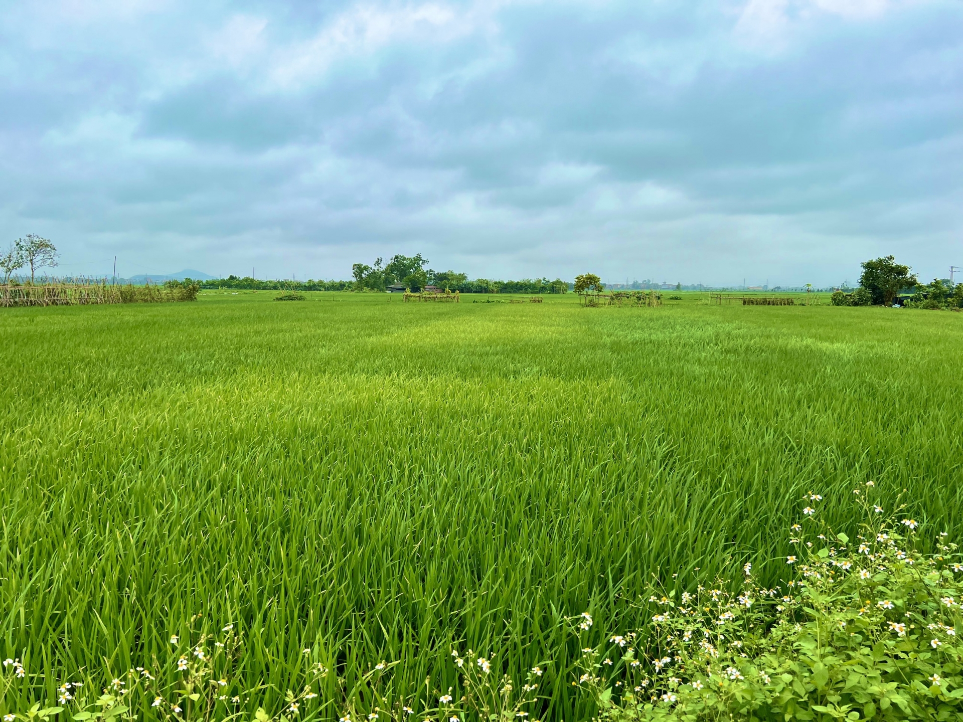 Bắc Ninh cần nghiên cứu Khu đô thị theo hướng “Công viên nông nghiệp”