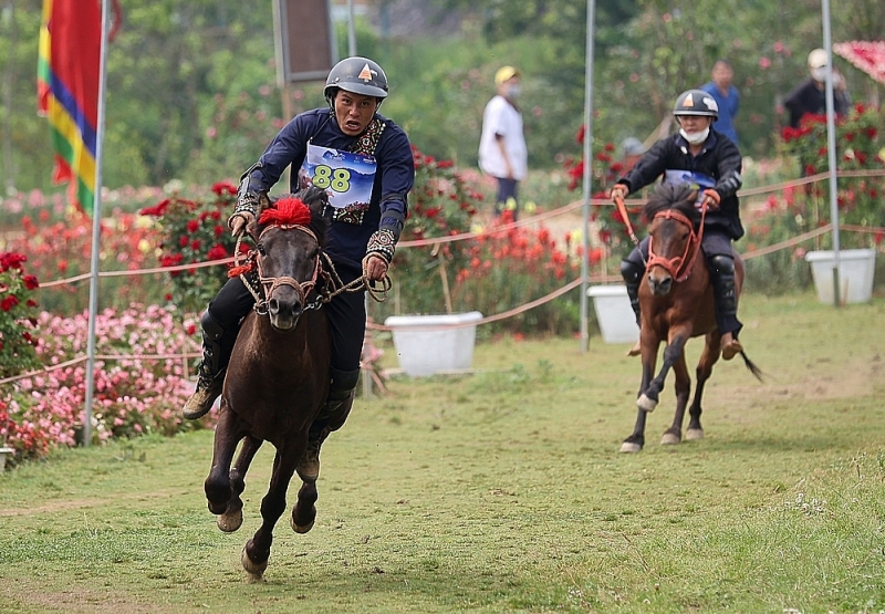 nhung chien ma tay bac tung vo giua ngop ngoi hoa hong tai mua giai vo ngua tren may